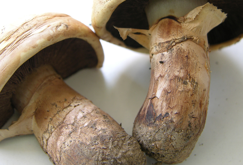 Agaricus campestris da confermare.